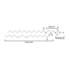 Diagram showing schematic molecular structure of Glycerophospholipids - including fatty acid, head group, glycerol and substituent Blue Scientific vector illustration.