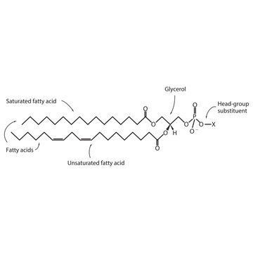 Diagram showing schematic molecular structure of Glycerophospholipids - including fatty acid, head group, glycerol and substituent Blue Scientific vector illustration.