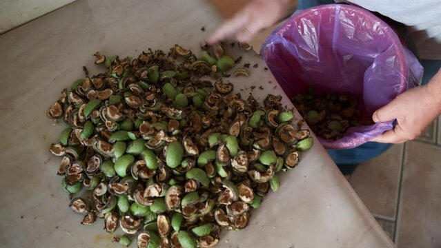 Close-up of a man raking the husks of green walnuts from the table into a trash can with his hands.