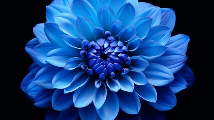 Gorgeous close-up of a blue chrysanthemum bloom