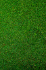 Green grass texture, grass field background. Top view. Vertical photo.