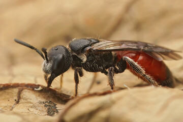 Detailed closeup of a colorful red Dark winged blood bee, Sphecodes gibbus sitting on a dried leaf