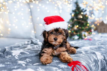 Black and brown puppy cavapoo and christmas