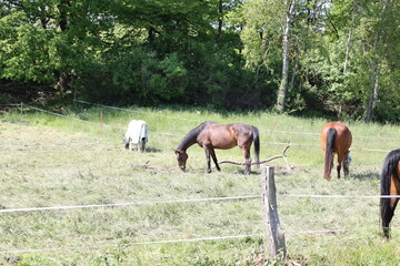 Horses grazing in a green meadow on a sunny summer day