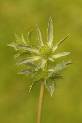 Vertical closeup on an emerging flower of the green Field eryngo, Eryngium campestre