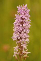 Natural closeup on the common spotted orchid, Dactylorhiza fuchsii in a meadow