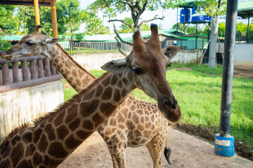 Africa giraffe in opentropical  zoo