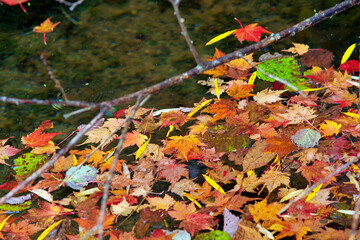 Autumn-colored fallen Japanese maple leaves floating in a stream of water