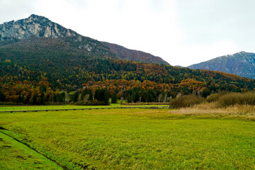 Fototapeta na wymiar Foliage nell'area archeologica di Flavè, Doss torbiera. Trento, Trentino Alto Adige. Italia