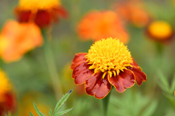 Flowers Marigolds. Side view. High resolution photo. Selective focus.