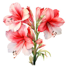 Amaryllis, Flowers, Watercolor illustrations