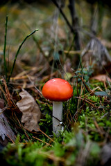 Amanita muscaria, fly agaric in the forest