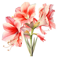 Amaryllis, Flowers, Watercolor illustrations