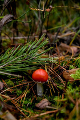 Amanita muscaria, fly agaric in the forest