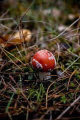 Amanita muscaria, fly agaric in the forest