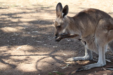 Känguru in Australien mit Baby im Beutel