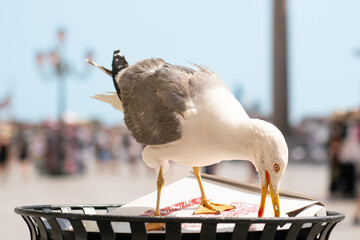 Seagull trying to open pizza box in dustbin on St Mark's Square in Venice