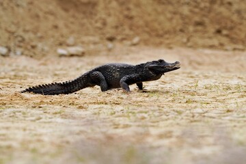 The dwarf crocodile (Osteolaemus tetraspis), also known as the African dwarf crocodile,...