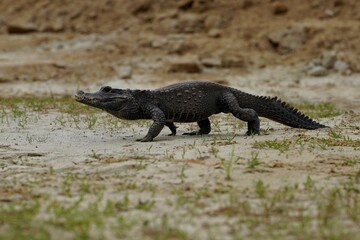 The dwarf crocodile (Osteolaemus tetraspis), also known as the African dwarf crocodile,...