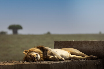 Wild majestic male lion with big mane, simba, sleeping in the savannah in the Serengeti National Park, Tanzania, Africa