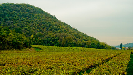 I vitigni della valle di Mezzane di Sotto in autunno , provincia di Verona. Veneto, Italia