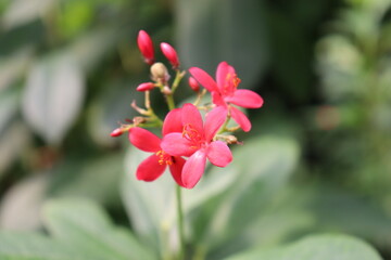 Fototapeta na wymiar Jatropha integerrima, peregrina or spicy jatropha flower