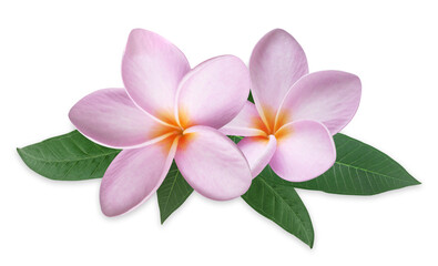 Obraz premium Pink plumeria flowers with green leaves isolated on transparent background.