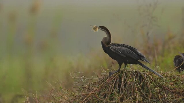 Snake bird or Oriental darter ' Beak Stuck with Fishing net