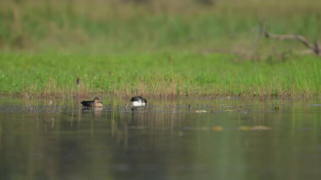 Eurasian wigeon and Knob Billed Duck Swimming in Water