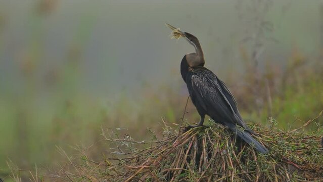 The Oriental darter is a water bird with Nest material Stuck in the Beak