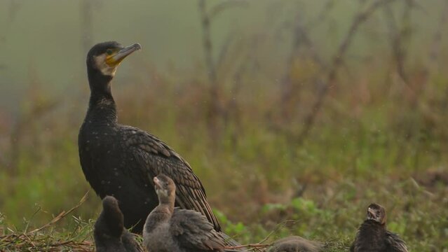 Closeup of Great Cormorant with little Cormorant Resting in Morning in Wetland Area