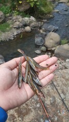 grasshopper on the rock