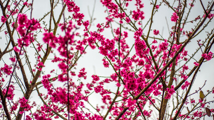 flowers in the garden