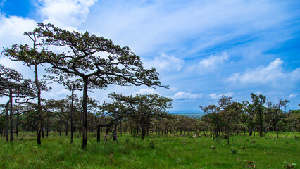 trees and sky