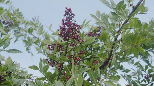 Pink pepper growing on the Brazilian pepper tree - Schinus terebinthifolius, aroeira plant. 