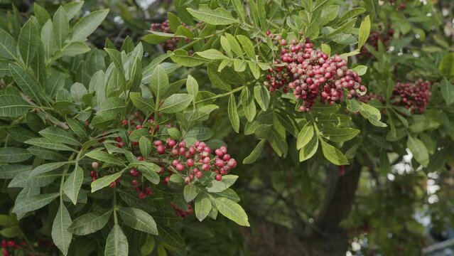 Pink pepper growing on the Brazilian pepper tree - Schinus terebinthifolius, aroeira plant. 