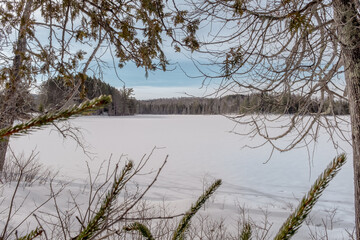 A frozen lake seen through cedar tree branches