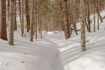 Fototapeta premium A frozen stream in a Canadian forest
