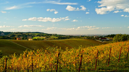 Fototapeta premium Foliage d'autunno nei vitigni delle colline bolognesi. Bologna, Emilia Romagna. Italia