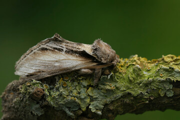 Closeup on the Swallow Prominent moth, Pheosia treumal sitting on a twig against a green background