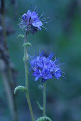 Vertical closeup on violet blue flowers of scorpionweed , Phacelia tanacetifolia in the garden