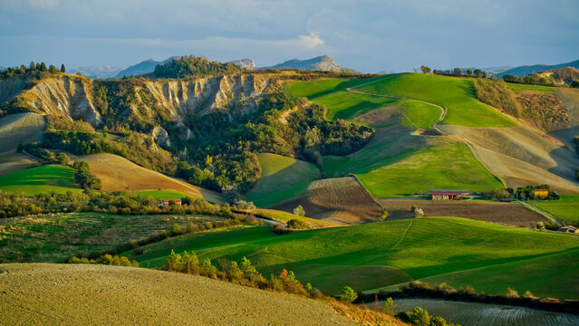 Foliage d'autunno nei vitigni delle colline bolognesi. Bologna, Emilia Romagna. Italia