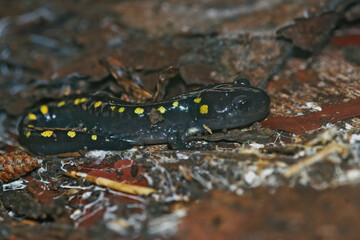 Closeup on a juvenile North American yellow spotted mole salamander, Ambystoma maculatum on the forest floor