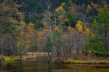 Tashiro pond surrounded by woods mountains, this placid lake area features hiking, boating scenic lookouts.destination, clear water with colorful trees in late autumn season in Kamikochi ,Japan