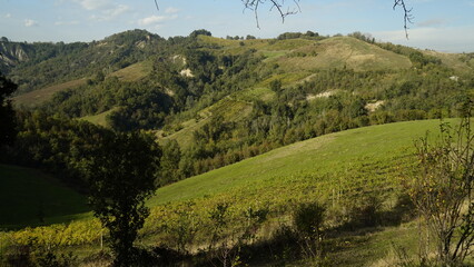 Fototapeta premium Foliage d'autunno nei vitigni del Lambrusco delle colline modenesi. Castelvetro, Emilia Romagna,Modena