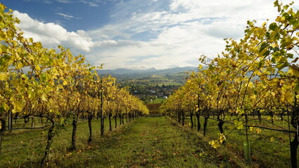 Fototapeta na wymiar Foliage d'autunno nei vitigni del Lambrusco delle colline modenesi. Castelvetro, Emilia Romagna,Modena