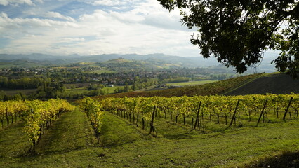 Naklejka premium Foliage d'autunno nei vitigni del Lambrusco delle colline modenesi. Castelvetro, Emilia Romagna,Modena