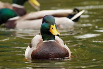 Wild ducks swim in a living nature on the river.