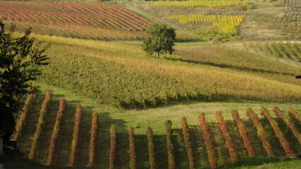 Foliage d'autunno nei vitigni del Lambrusco delle colline modenesi. Castelvetro, Emilia Romagna,Modena