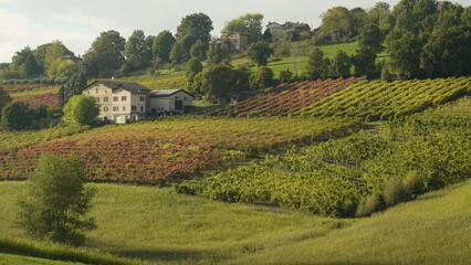 Obraz premium Foliage d'autunno nei vitigni del Lambrusco delle colline modenesi. Castelvetro, Emilia Romagna,Modena